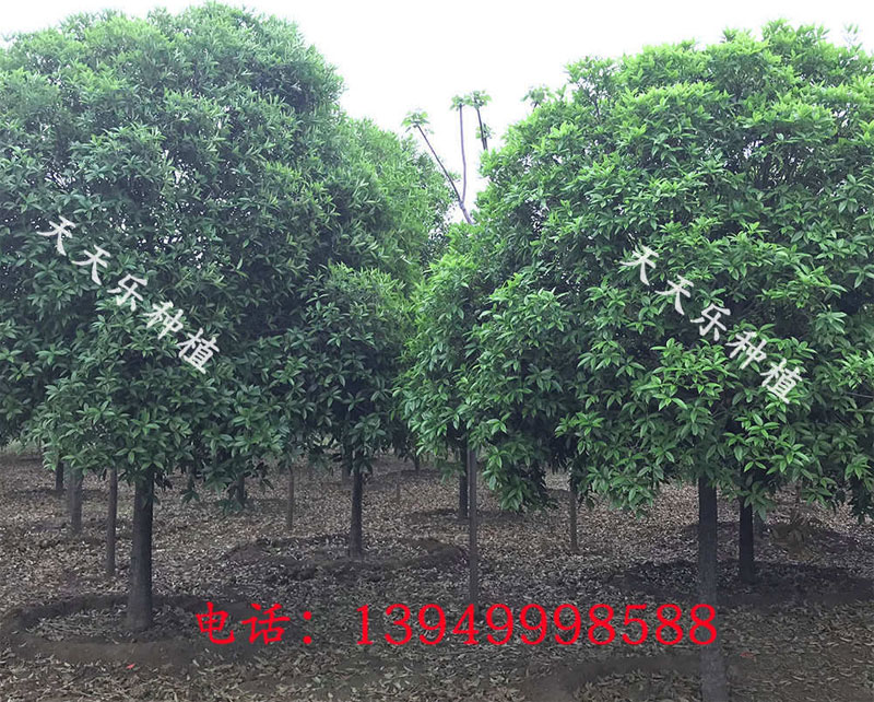 米径13-15cm,分枝1.2-1.5m的丹桂