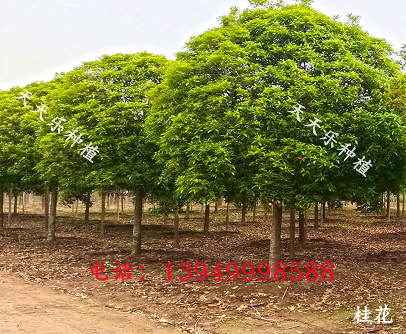 中秋时节，诗友韩素华游园赋诗一首