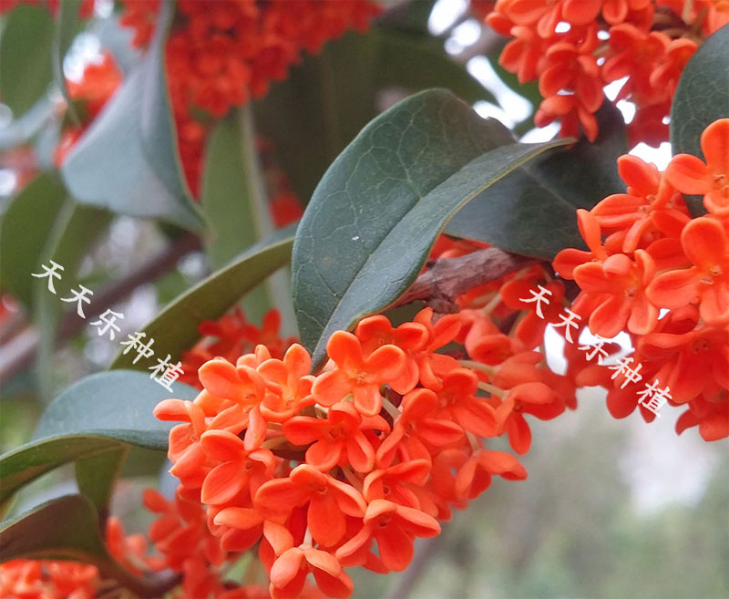丹桂花开了，娇艳似锦