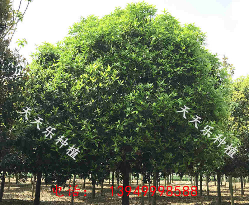 米径13-15cm,冠幅4-5m的精品金桂