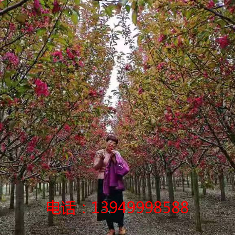 诗友素华游园赋诗一首