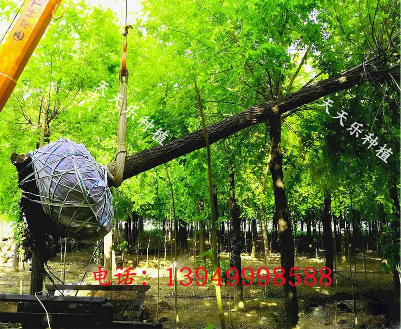 金叶榆根系发达，水土保持性能好