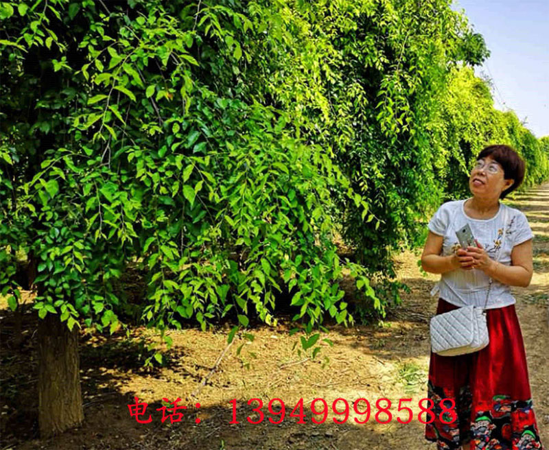 金叶榆树冠饱满，冠幅4-6m