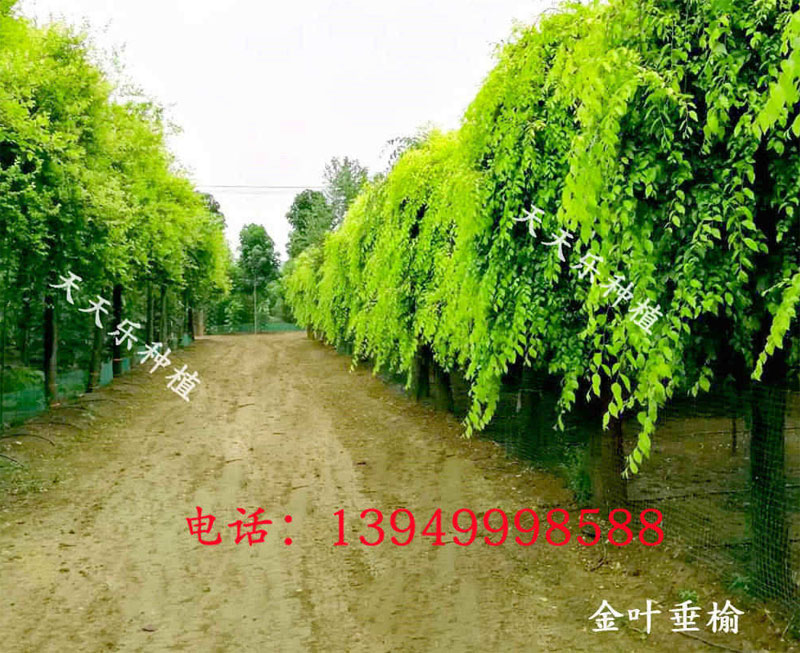 盛夏时节的金叶榆、金叶垂榆