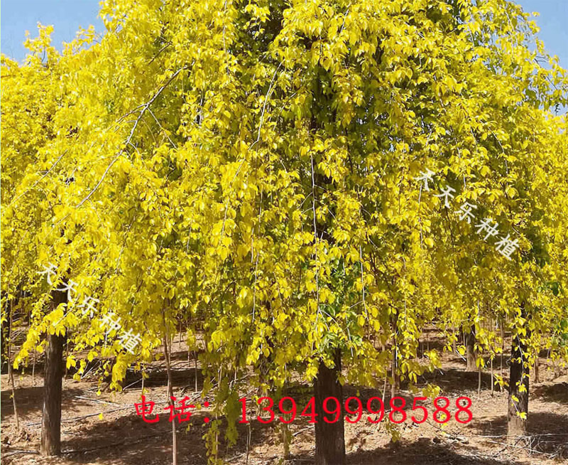 暮春时节的金叶垂榆