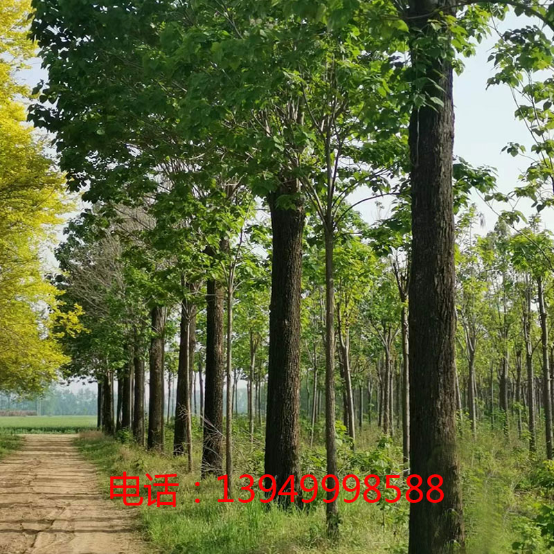 秋、冬两季是移栽楸树的最佳时节