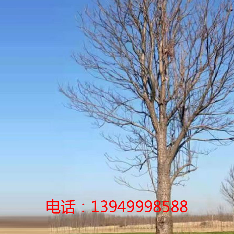 30公分楸树